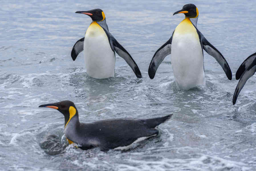 Pingüino Rey - islas Georgias del Sur 091.jpg